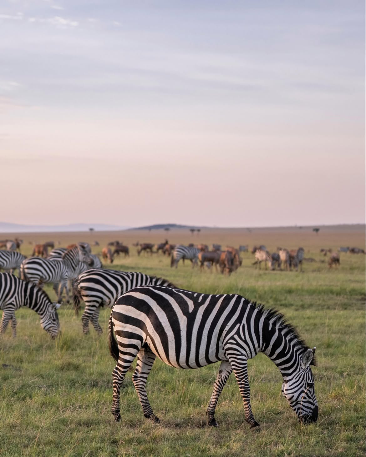 Elephants at sunset in the Serengeti