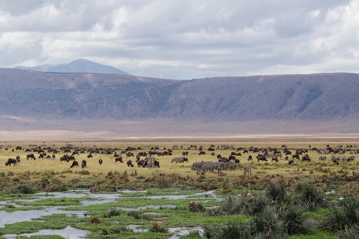 Ngorongoro Crater