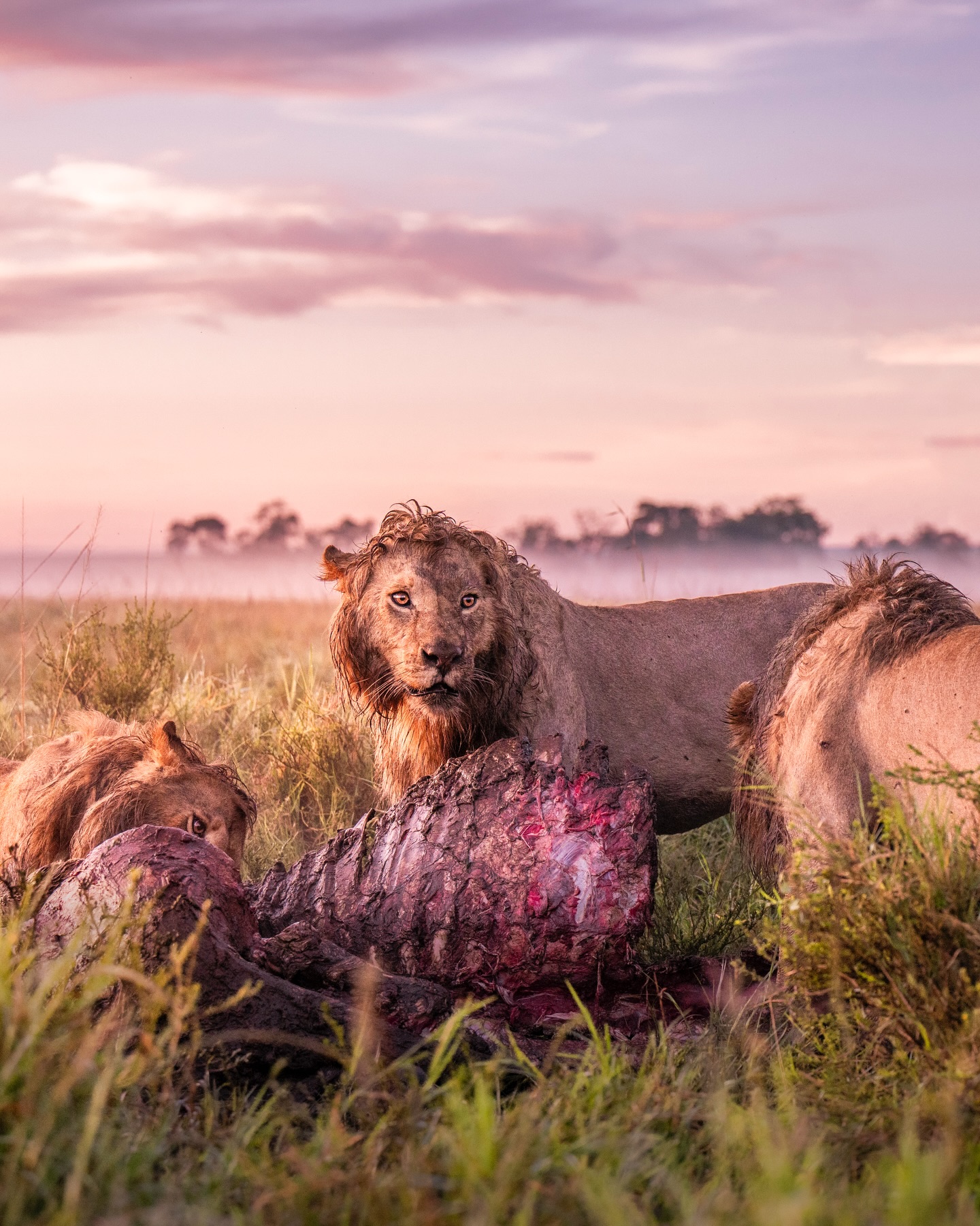 Ruaha National Park