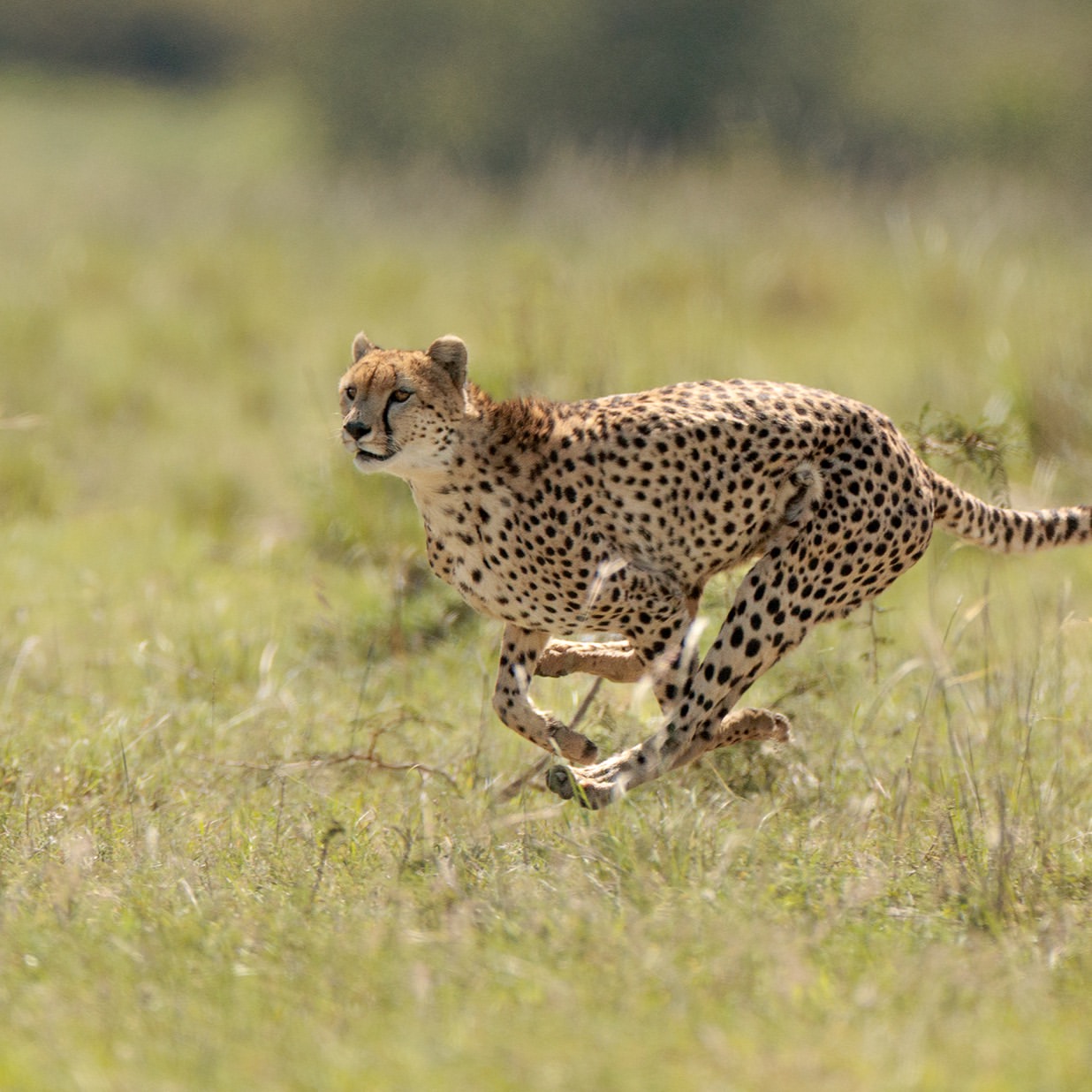 Serengeti National Park