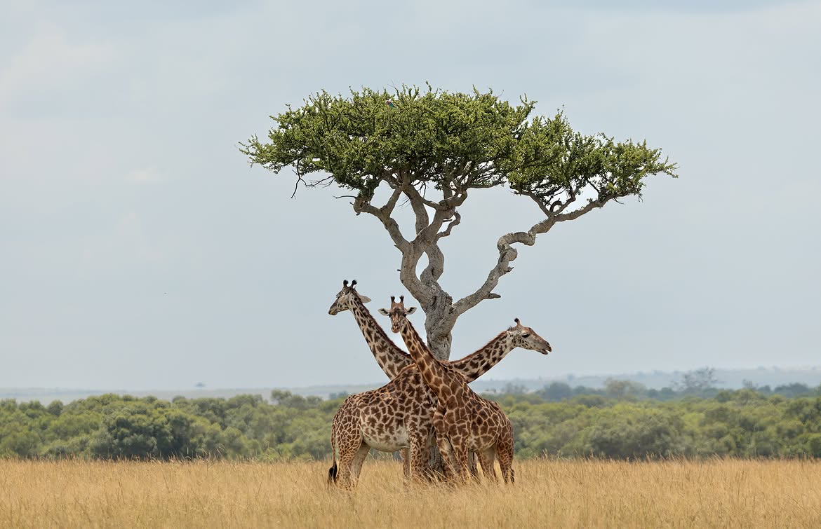Tarangire National Park