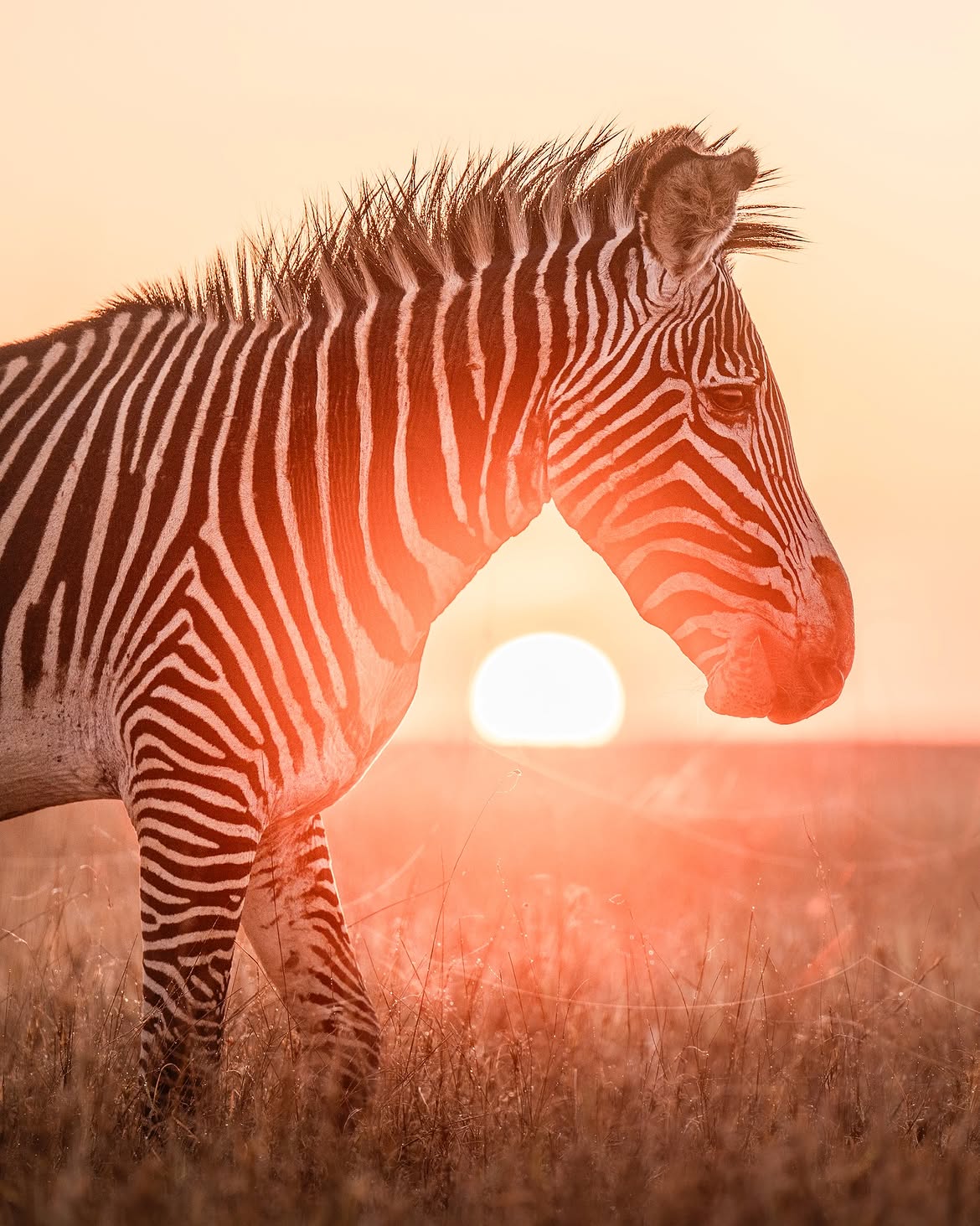 Zebra silhouetted against a golden Tanzanian sunset